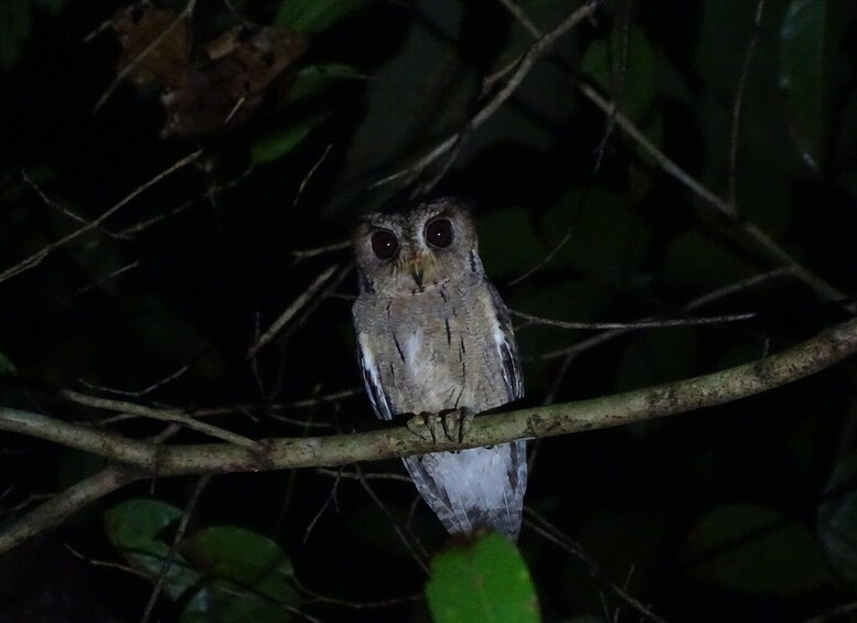 Picture 4 for Activity Birdwatching & Bird Photography at Thattekkad