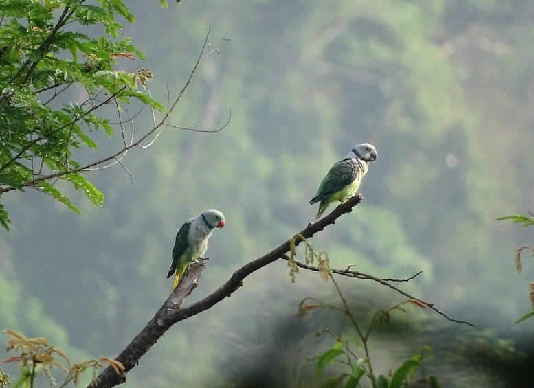 Picture 1 for Activity Birdwatching & Bird Photography at Thattekkad