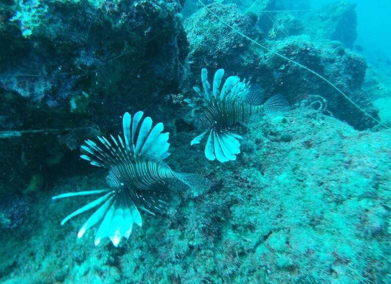 Picture 3 for Activity Heraklion: Beginner-Friendly Snorkeling Trip