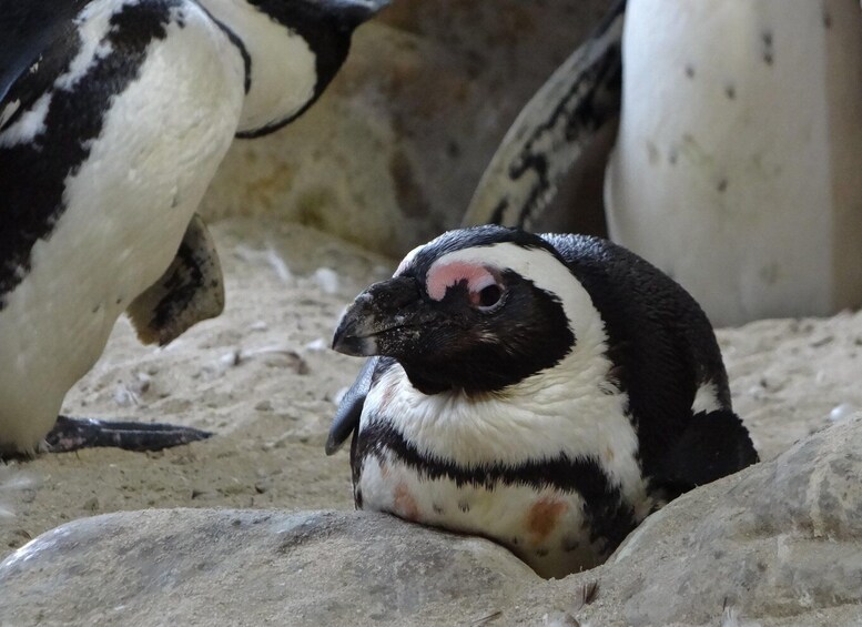 Picture 8 for Activity Table Mountain, Penguins & Cape of Good Hope Private Tour