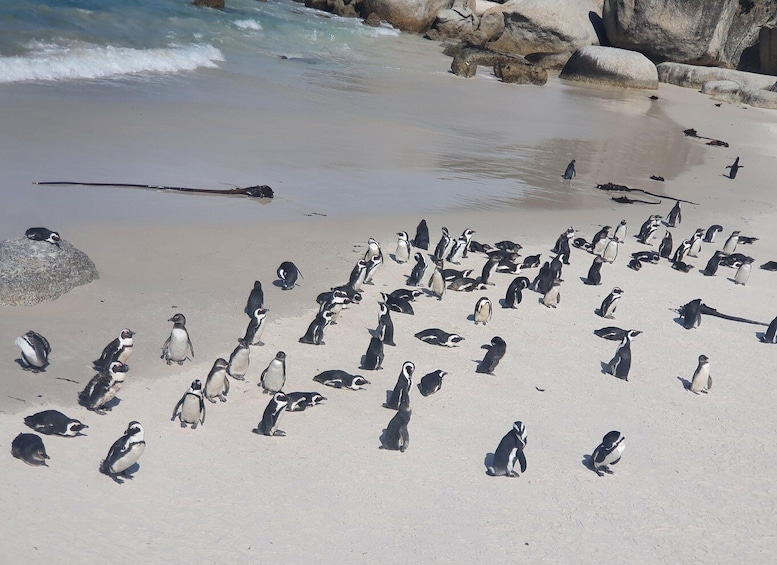 Picture 5 for Activity Table Mountain, Penguins & Cape of Good Hope Private Tour