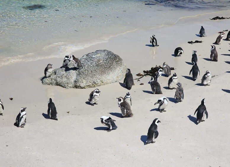 Picture 10 for Activity Table Mountain, Penguins & Cape of Good Hope Private Tour