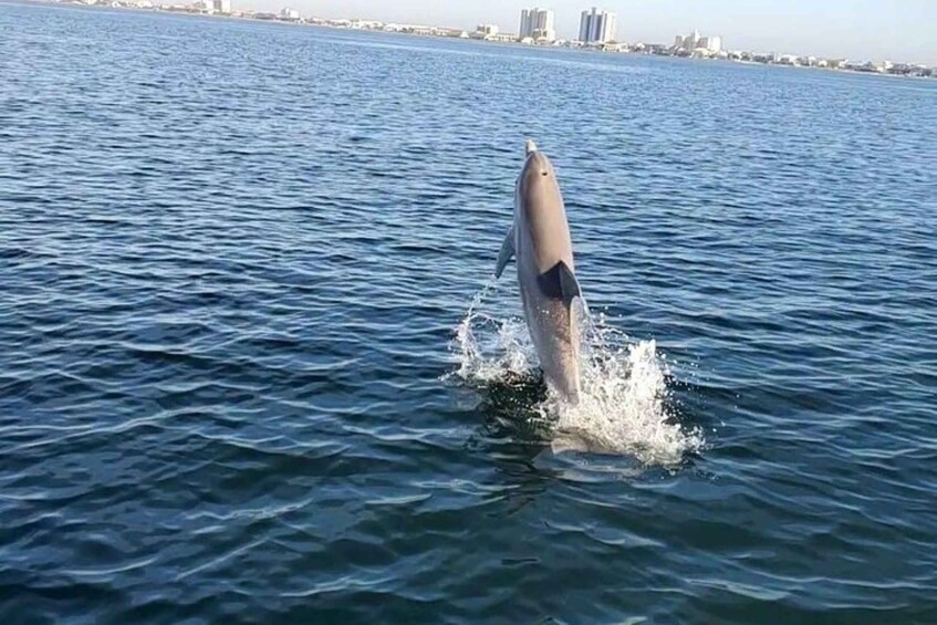 Picture 2 for Activity Pensacola Beach Sunset Dolphin Tour private up to 6 ppl