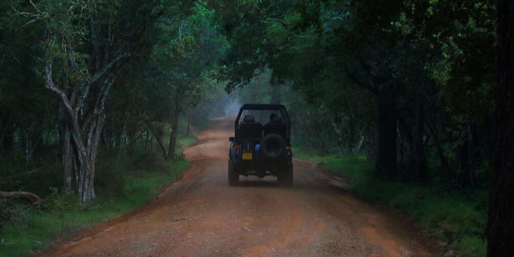 Picture 1 for Activity Wilpattu National park with Safari jeep & Entrance ticket