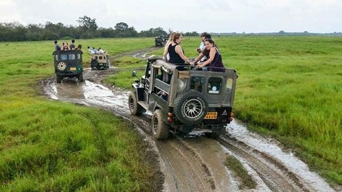 Parque Nacional Wilpattu con jeep Safari y entrada