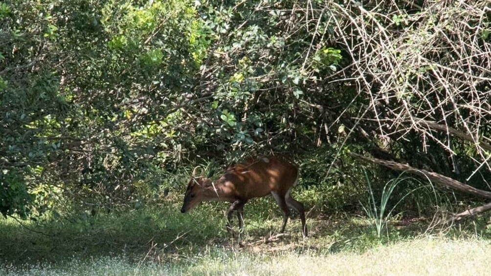 Picture 7 for Activity Wilpattu National park with Safari jeep & Entrance ticket