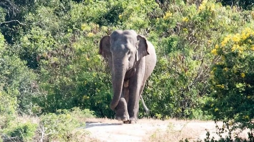 Wilpattu-Nationalpark mit Safari-Jeep & Eintrittskarte