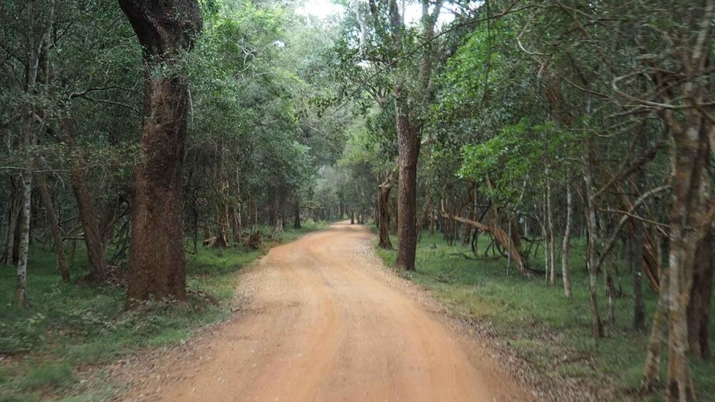 Picture 5 for Activity Wilpattu National park with Safari jeep & Entrance ticket