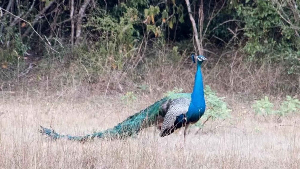 Picture 9 for Activity Wilpattu National park with Safari jeep & Entrance ticket