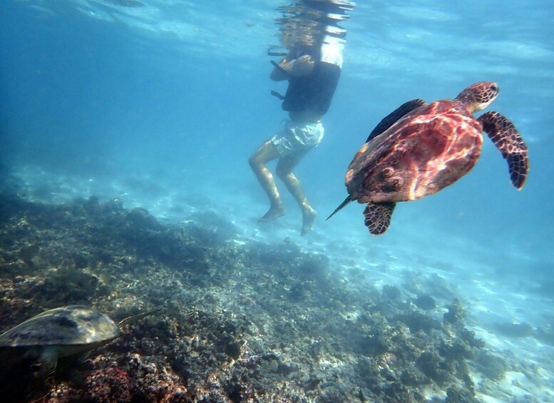 Picture 2 for Activity Dimaniyat Islands Snorkeling Half Day Trip