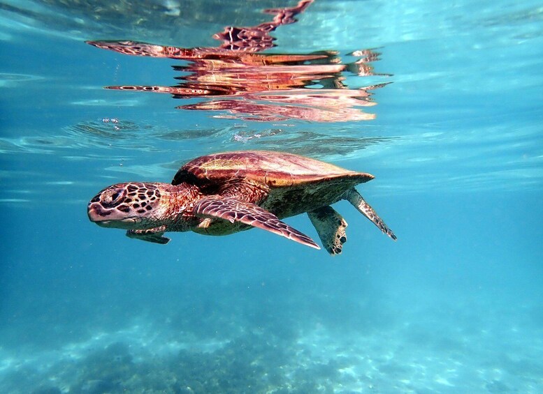 Dimaniyat Islands Snorkeling Half Day Trip