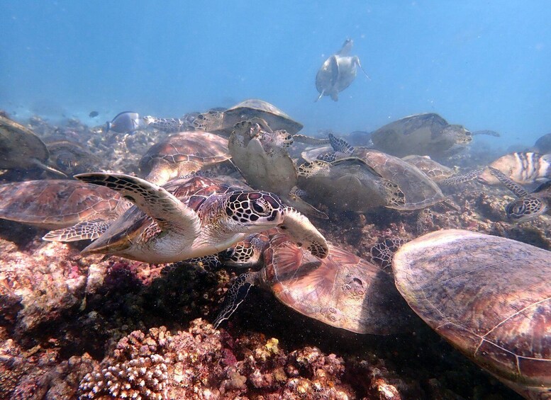 Picture 1 for Activity Dimaniyat Islands Snorkeling Half Day Trip