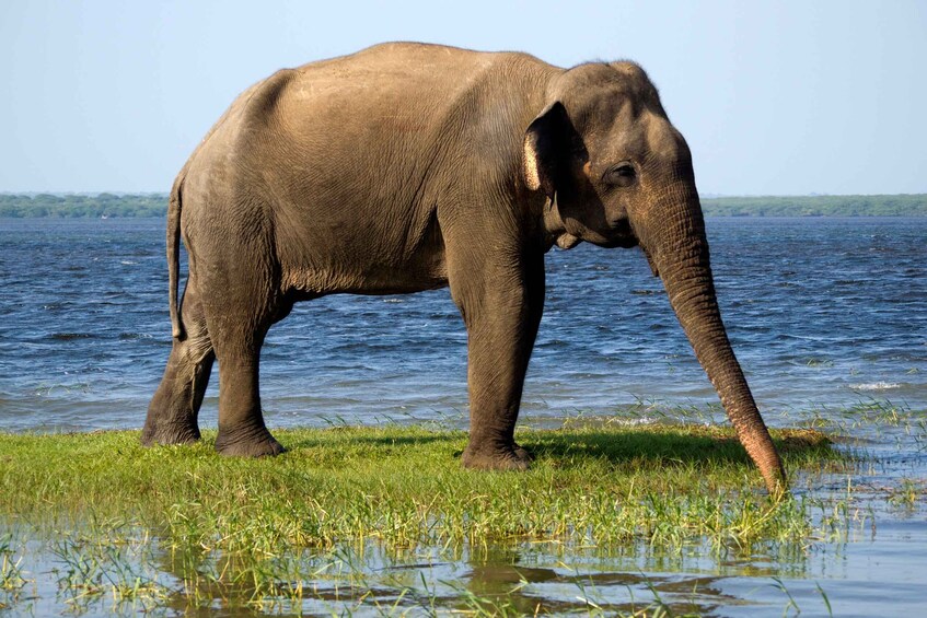 Picture 5 for Activity Minneriya National Park Safari in a 4x4 Vehicle