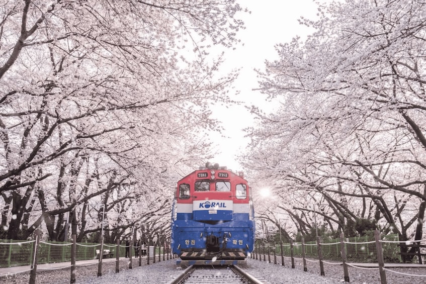 Picture 2 for Activity Seoul/Busan: Jinhae Cherry Blossom Festival One Day Tour