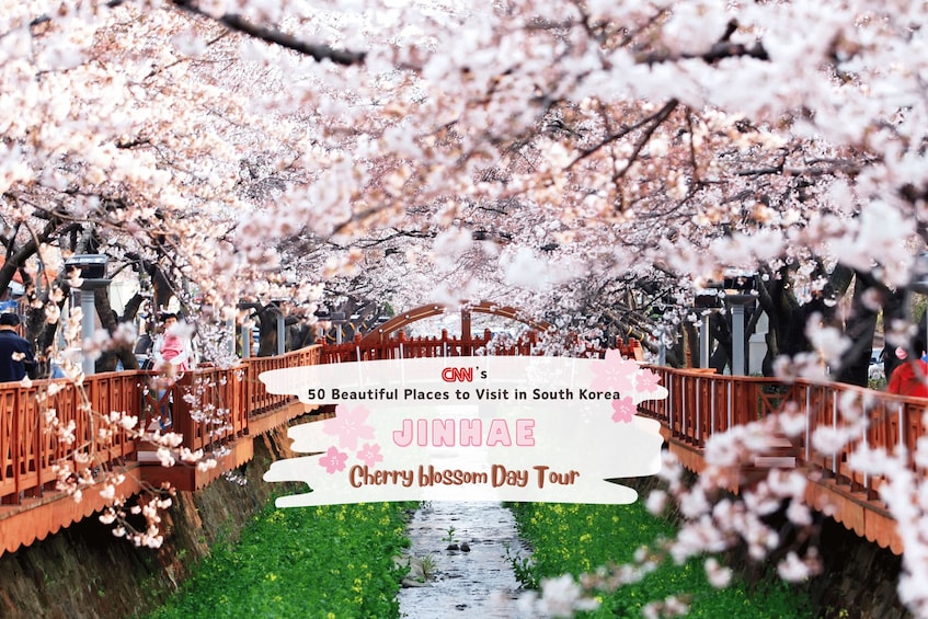 Seoul/Busan: Jinhae Cherry Blossom Festival One Day Tour