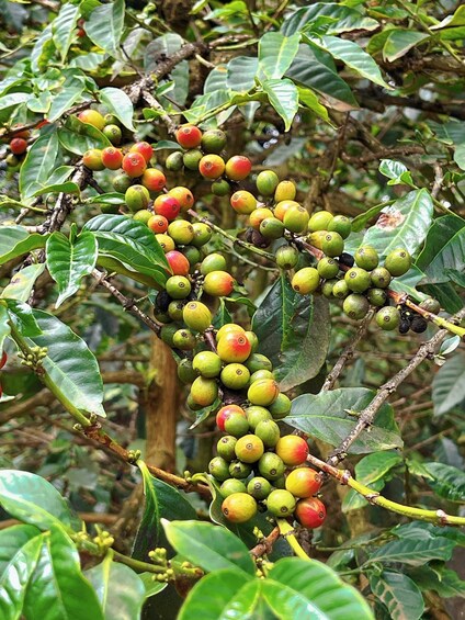 Picture 1 for Activity Fairview Estate Coffee Farm Half Day Tour