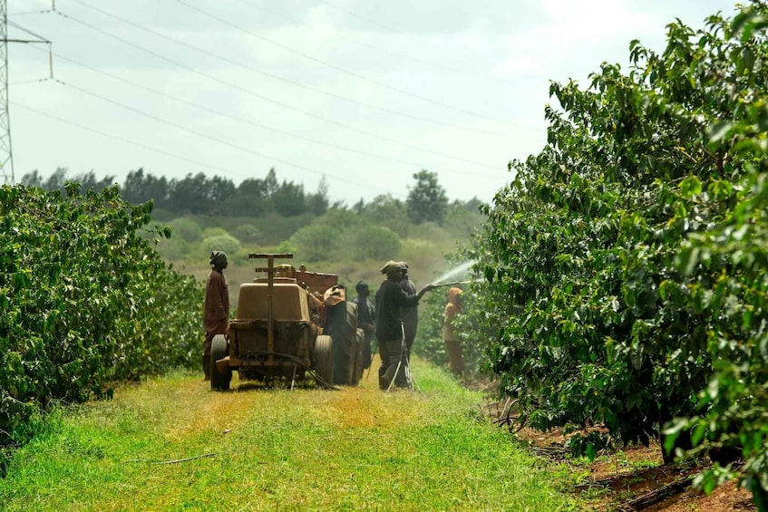 Picture 5 for Activity Fairview Estate Coffee Farm Half Day Tour