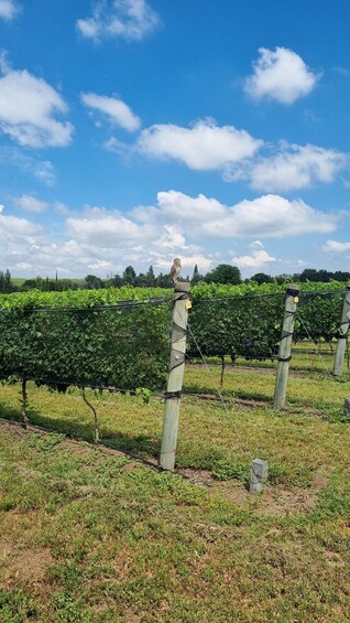 Picture 4 for Activity From Cordoba: Private Wine tour & History