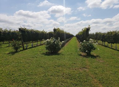 Wine tour & History