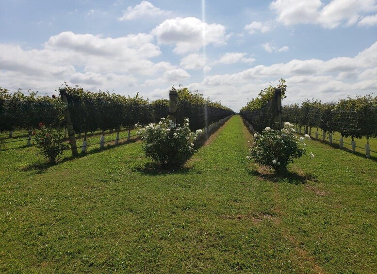 Picture 5 for Activity From Cordoba: Private Wine tour & History