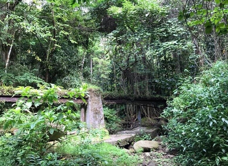 Picture 2 for Activity St. Kitts: Rainforest Eco Adventure Guided Hike