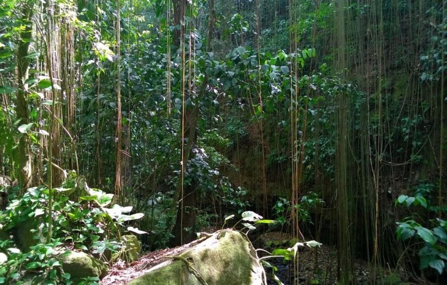 Picture 1 for Activity St. Kitts: Rainforest Eco Adventure Guided Hike