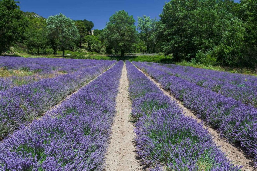 Picture 4 for Activity From Cannes: Gorges du Verdon and Ste Croix Full-Day Tour