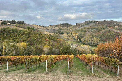 Taste of Le Marche Tour