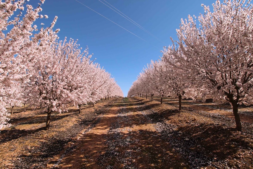 Picture 1 for Activity Almond Tree Route