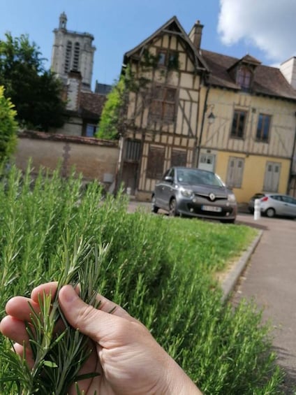 Picture 1 for Activity Troyes: Edible and Useful Plants Tour