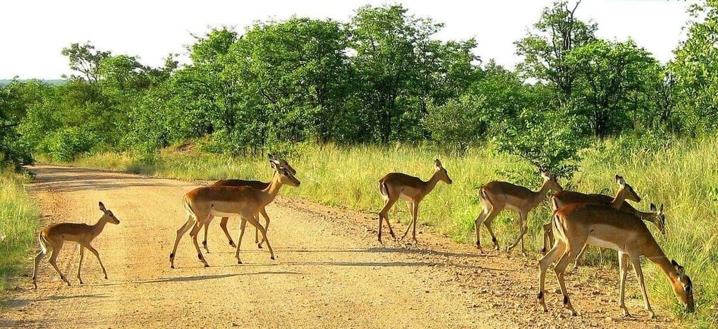 Picture 10 for Activity Hazyview to Kruger Park Safari & Panorama Route 2-Day Tour