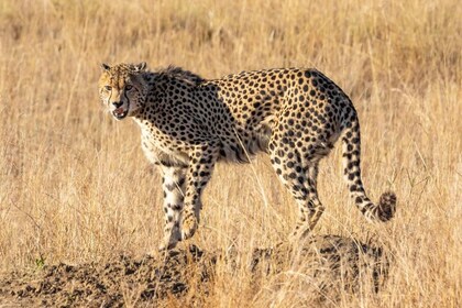 Hazyview to Kruger Park Safari & Panorama Route 2-Day Tour