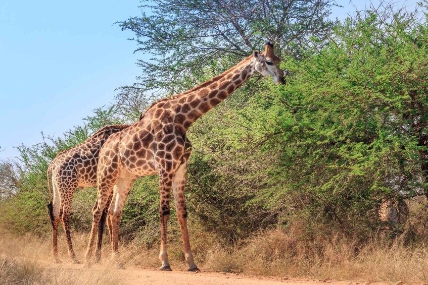Picture 8 for Activity Hazyview: Kruger Park Safari & Panorama Route 2-Day Tour