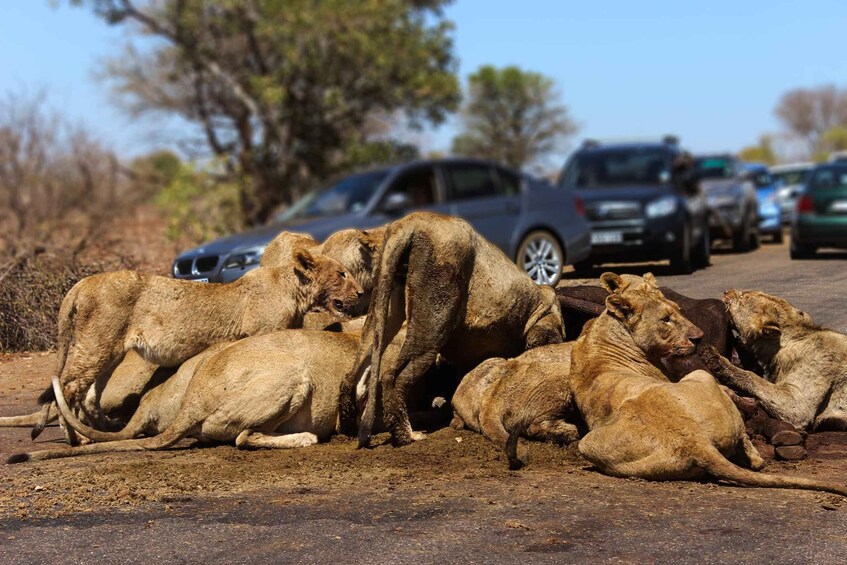 Picture 7 for Activity Hazyview: Kruger Park Safari & Panorama Route 2-Day Tour