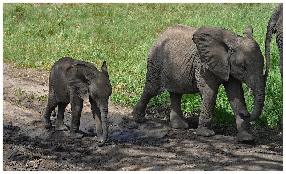 Picture 2 for Activity From Zanzibar: Mikumi National Park Guided Safari