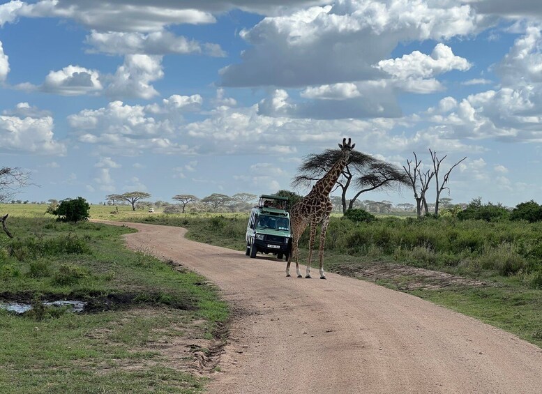 Picture 1 for Activity From Zanzibar: Mikumi National Park Guided Safari