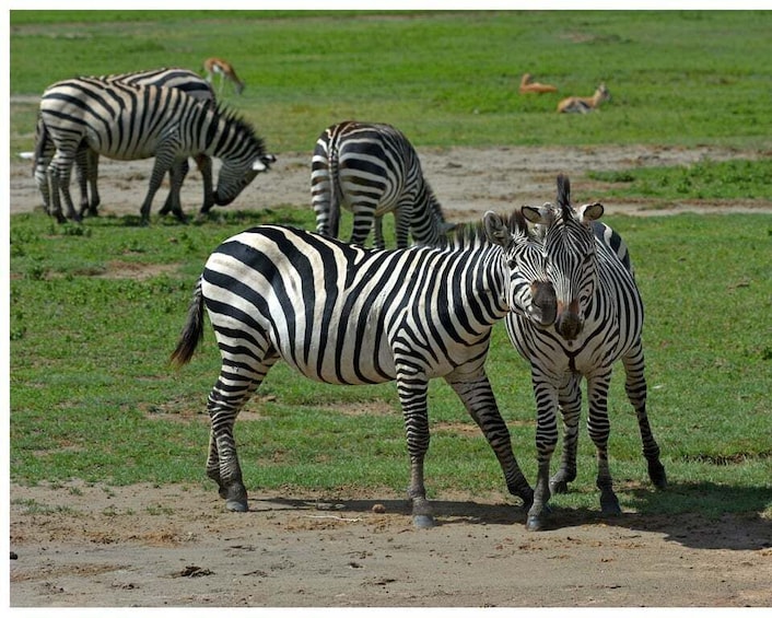 Picture 3 for Activity From Zanzibar: Mikumi National Park Guided Safari