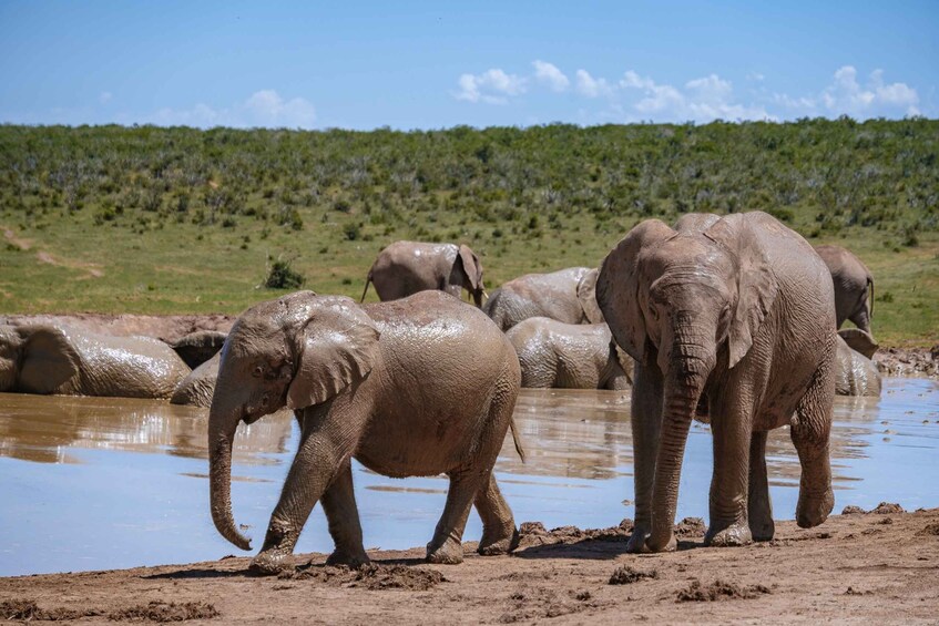 Picture 5 for Activity Hankey: Addo Elephant Park Guided Photo Safari with Lunch