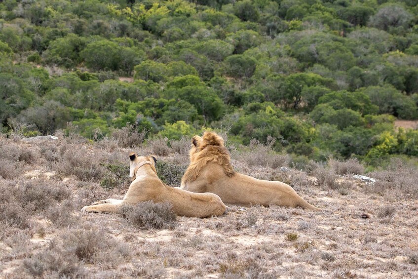 Picture 9 for Activity Hankey: Addo Elephant Park Guided Photo Safari with Lunch