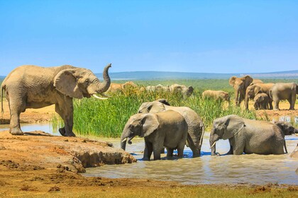 Hankey: Addo Elephant Park Guided Photo Safari with Lunch