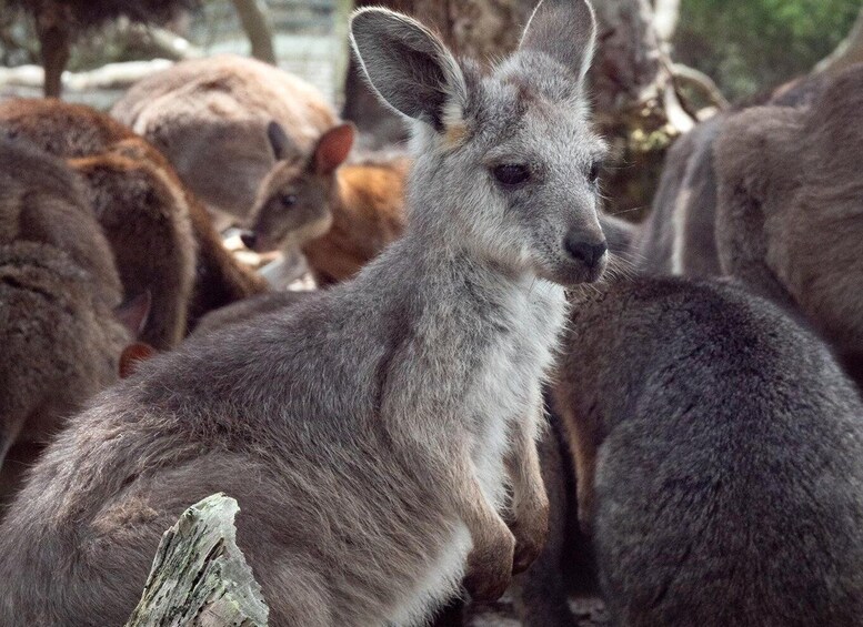 Picture 1 for Activity Sydney: Nature and Wildlife - Australia in One Day