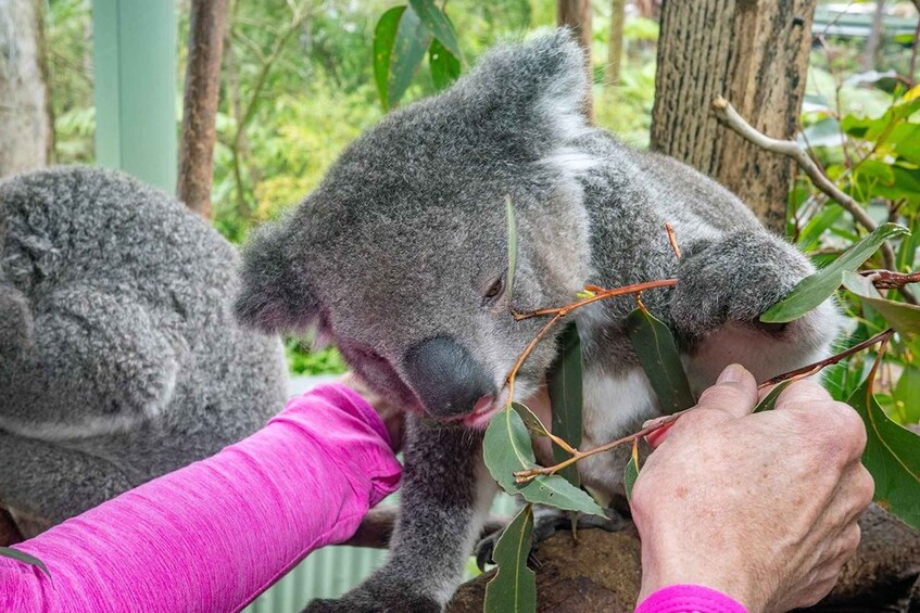 Picture 7 for Activity Sydney: Nature and Wildlife - Australia in One Day