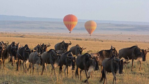 3 Daagse Masai Mara meerdaagse safari