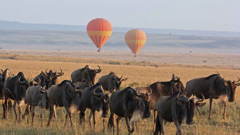 3 Days Masai Mara Joining Safari