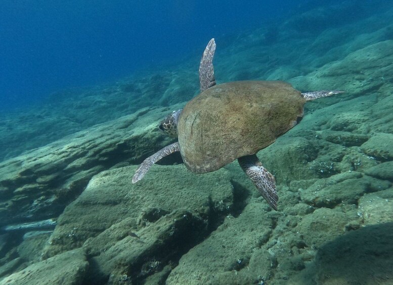 Picture 5 for Activity Heraklion: Beginner's intro dive w/2 Dives with transfer.