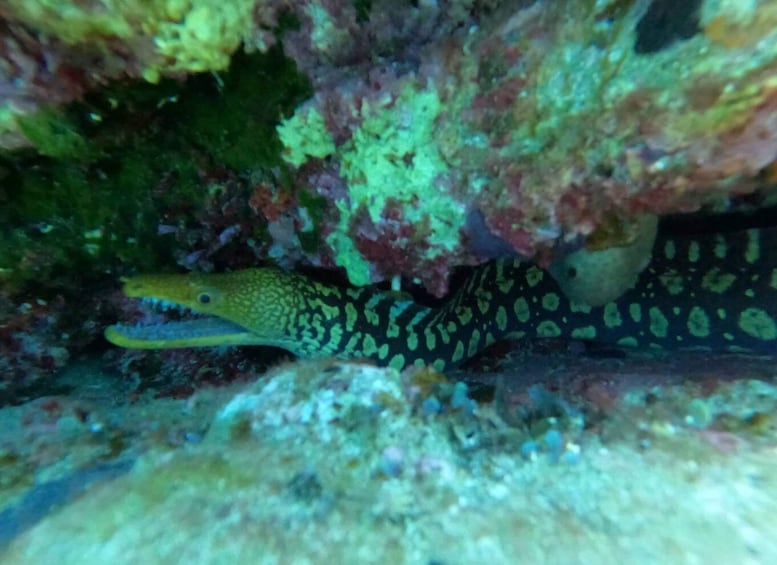 Picture 9 for Activity Heraklion: Beginner's intro dive w/2 Dives with transfer.