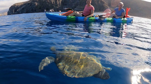 Tenerife: Kayak and Snorkel with Turtles