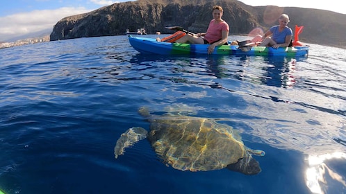 Tenerife: Kayak and Snorkelling Tour with Photos