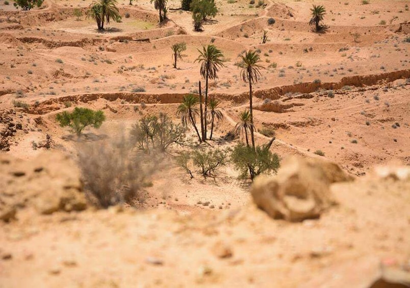 Picture 7 for Activity Djerba-Zarzis: Tataouine, Chenini and Ksar Hadada Day Tour