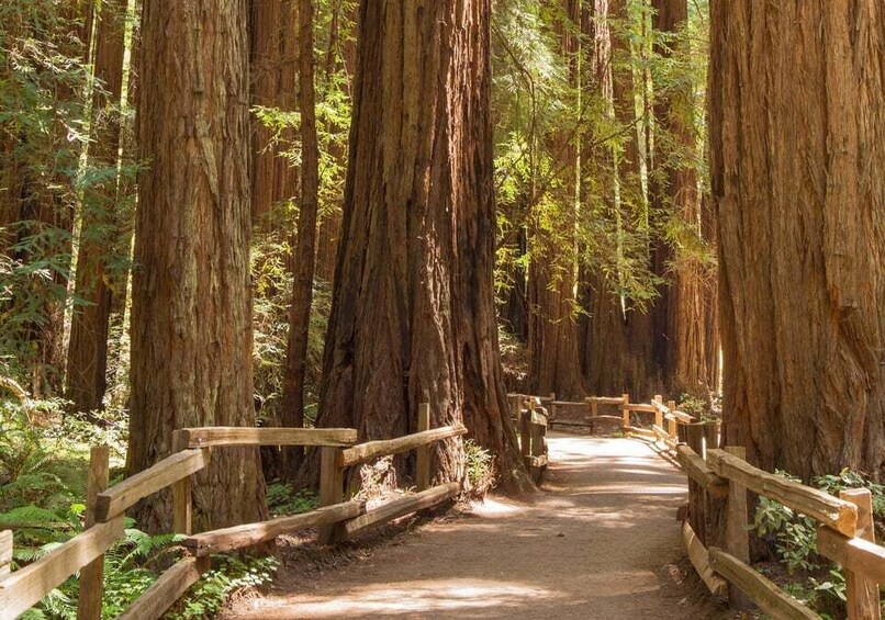 San Francisco: Muir Woods and Sausalito Small Group Tour